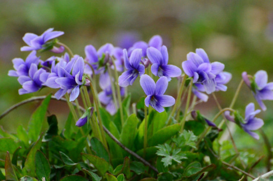 什么花耐寒冬季不冻死