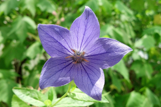 什么花耐寒冬季不冻死