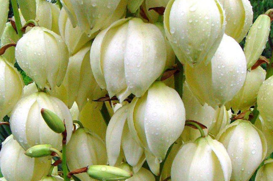 什么花耐寒冬季不冻死