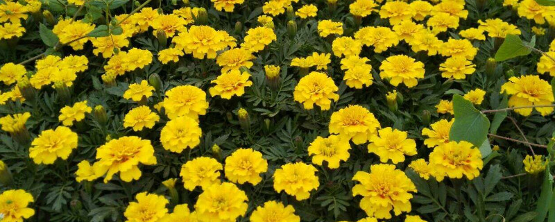 黄颜色花种类