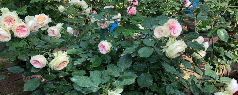 艾灸灰做花肥如何用