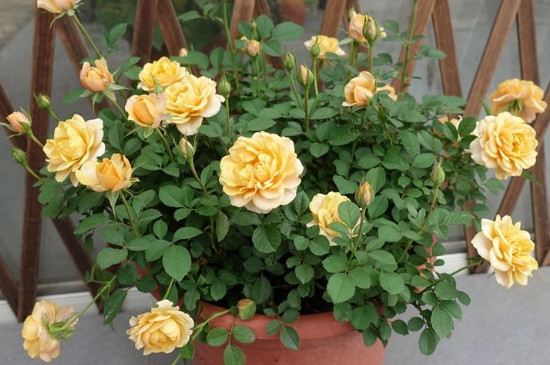 艾灸灰做花肥如何用