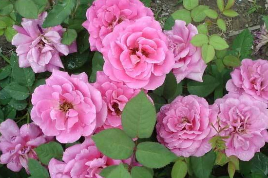 艾灸灰做花肥如何用