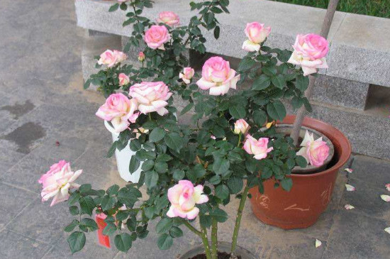 艾灸灰做花肥如何用