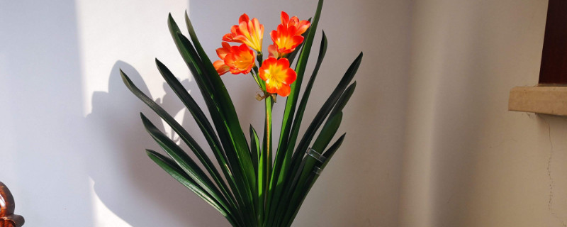 花上长白色腻虫如何办