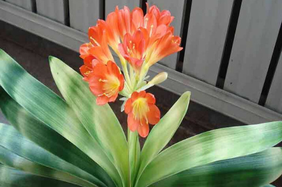 花上长白色腻虫如何办