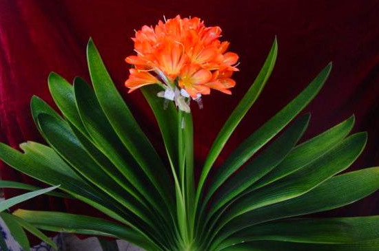 花上长白色腻虫如何办