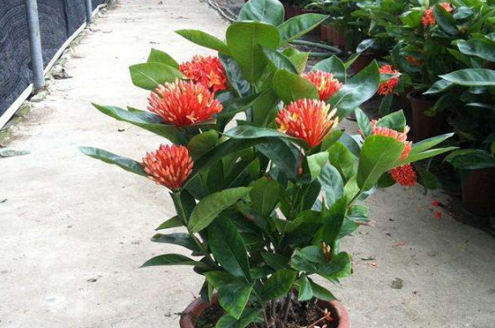 花叶上有小白飞虫偏方