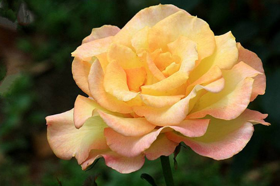 花朵的四个作用是什么