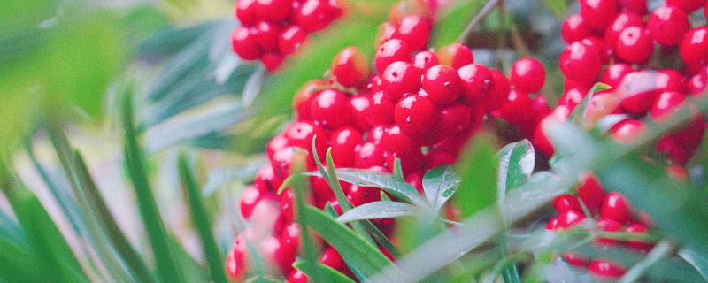 红豆花在花瓶如何养