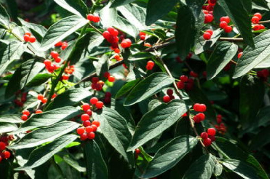 红豆花在花瓶如何养