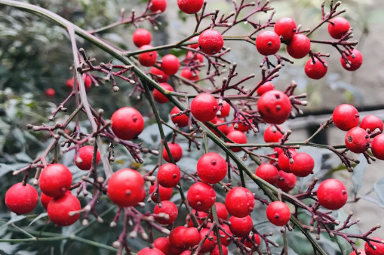 红豆花在花瓶如何养
