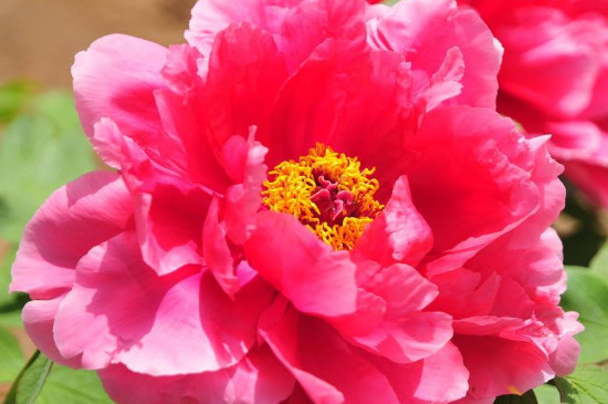 如何养花长得茂盛