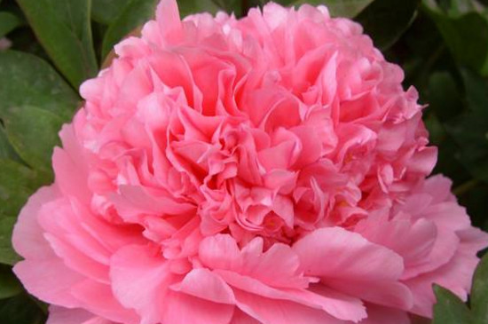 如何养花长得茂盛