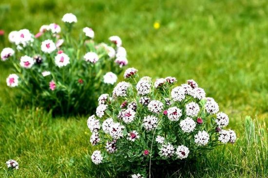 内蒙草原上常见的花