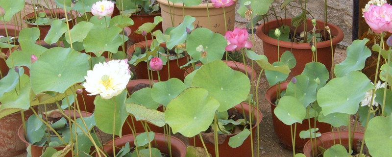 荷花盆里有虫如何办