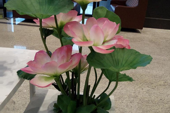 荷花盆里有虫如何办