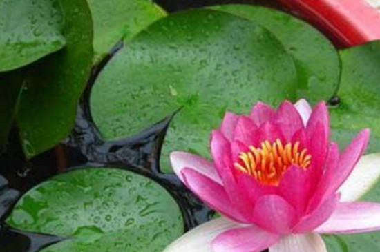 荷花盆里有虫如何办