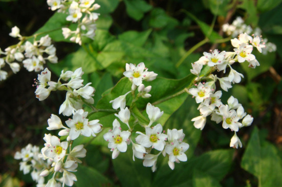 荞麦花什么季节时候开