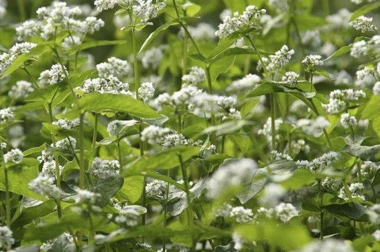 荞麦花什么季节时候开