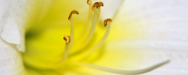 花粉在雄蕊的什么地方