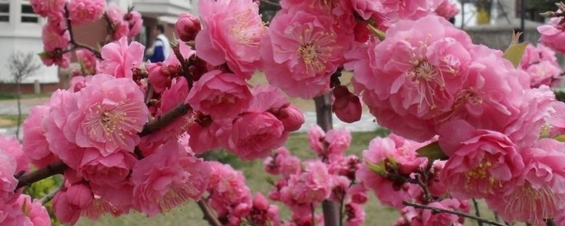 花叶上有蜘蛛网如何办