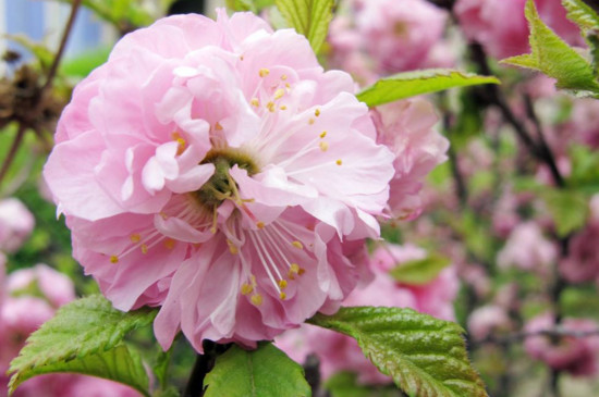 花叶上有蜘蛛网如何办