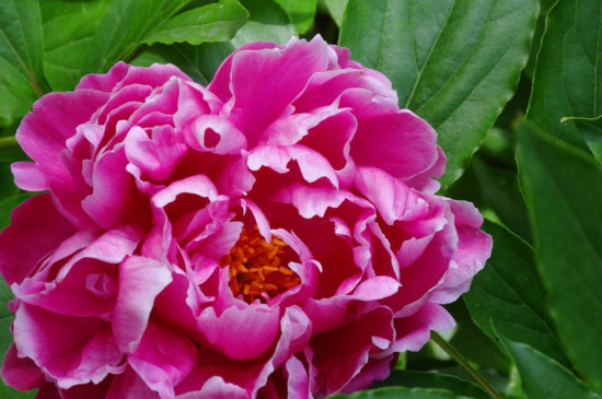 花叶上有蜘蛛网如何办