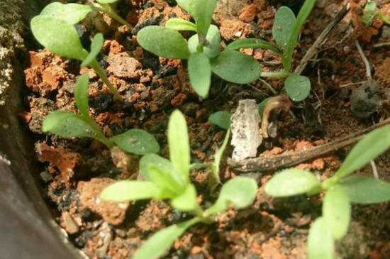 大多数花卉的种子最适宜的贮藏条件是