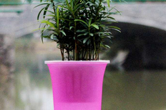 懒人花盆如何用