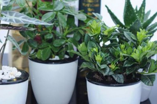 懒人花盆如何用