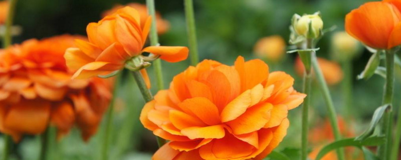 花长蜘蛛网如何回事