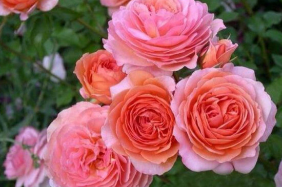 花卉营养液的配制办法