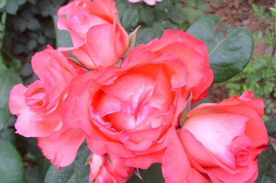 花卉营养液的配制办法