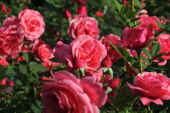 花卉营养液的配制办法