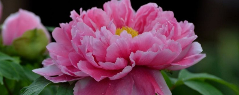 花上有蜘蛛网如何办