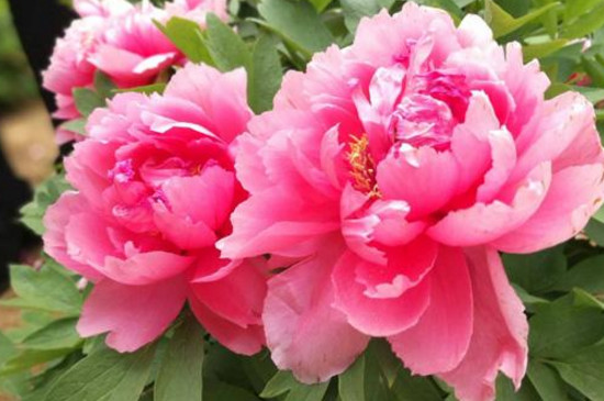 花上有蜘蛛网如何办