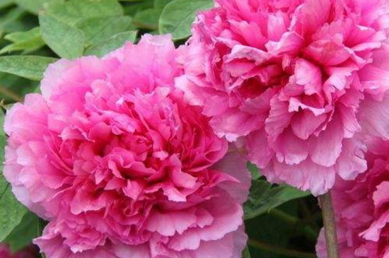 花上有蜘蛛网如何办