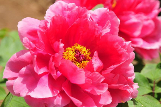 花上有蜘蛛网如何办