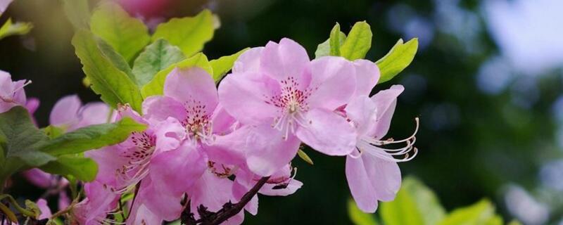 花长蚜虫如何办