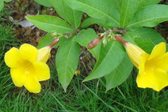 花长蚜虫如何办