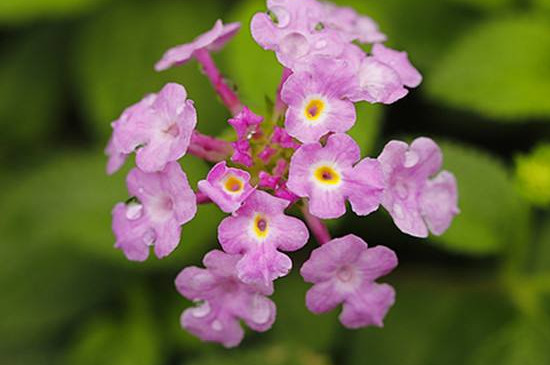 花长蚜虫如何办