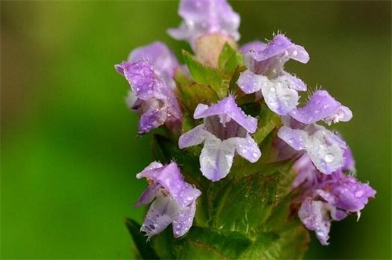 开紫色的小花的草药