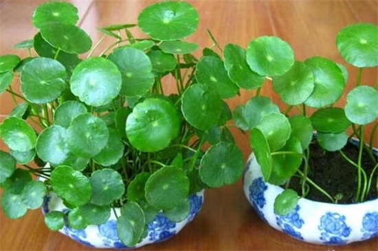 店铺放什么花招财