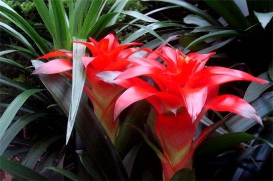 店铺放什么花招财