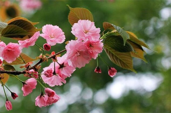 日本晚樱什么时候开花