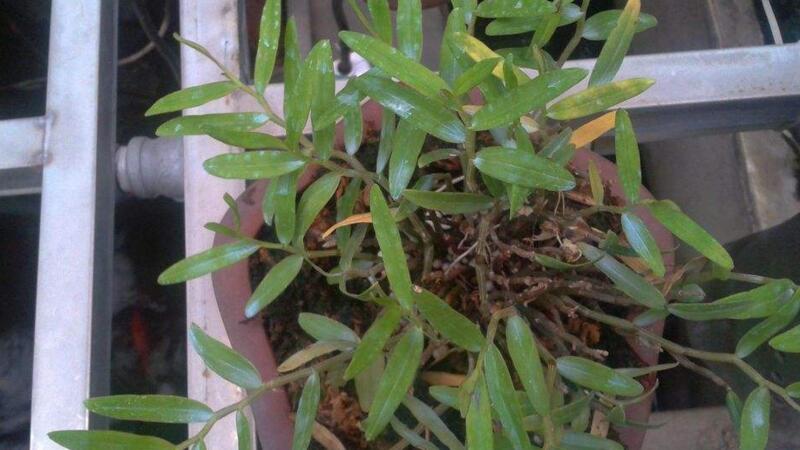 木兰叶子发黄如何办