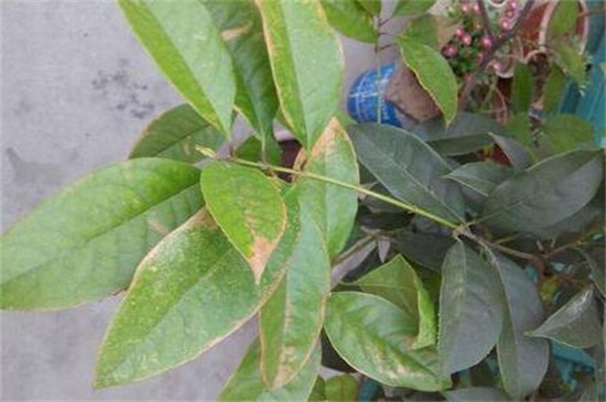 木兰叶子发黄如何办