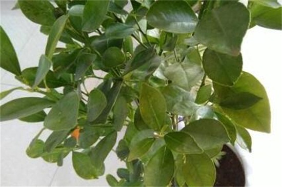 木兰叶子发黄如何办