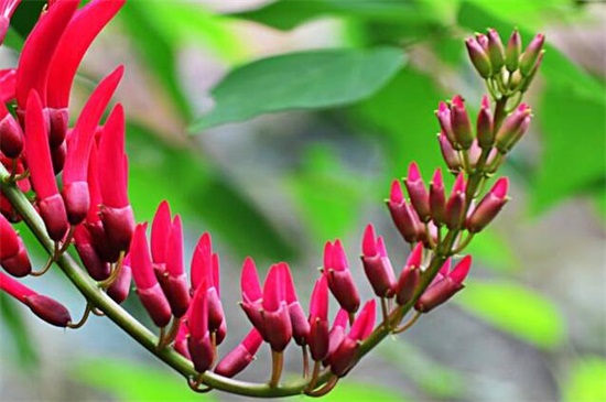 龙牙花的养殖办法和留意事项